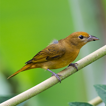 Summer Tanager