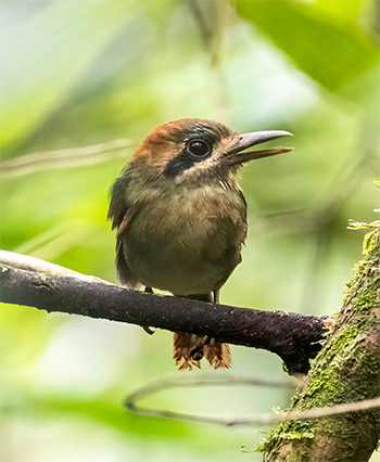 Tody Motmot