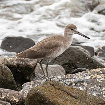 Willet