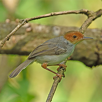Ashy Tailorbird