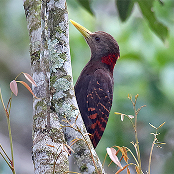 Bay Woodpecker