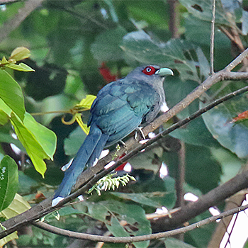 Black-bellied Malkoha