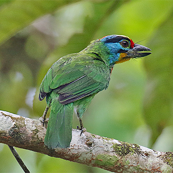 Black-browed Barbet