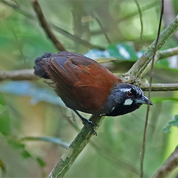 Black-throated Babbler