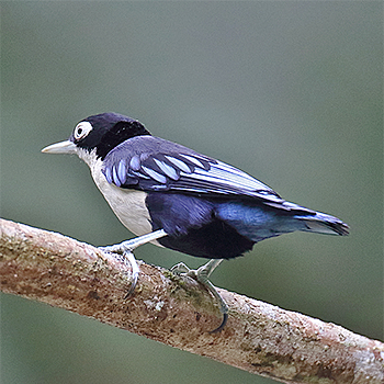 Blue Nuthatch