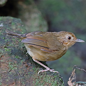 Buff-breasted Babbler