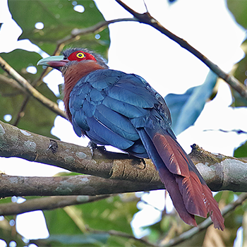 Chestnut-breasted Malkoha