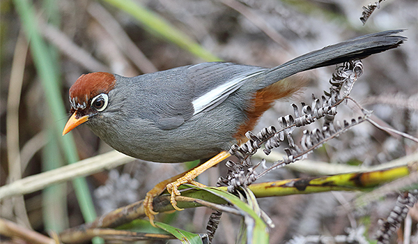 Chestnut-capped Laughingthrush