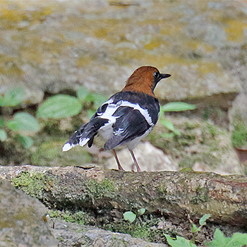 Chestnut-naped Forktail