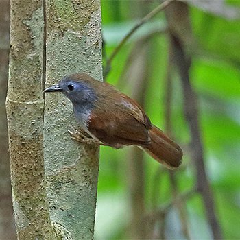 Chestnut-winged Babbler
