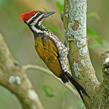 Common Flameback