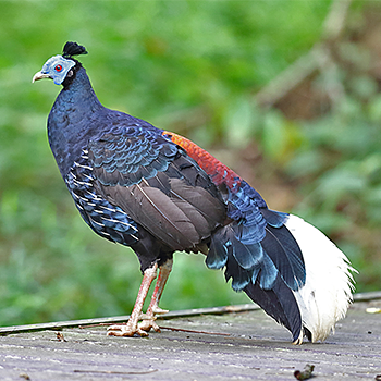Crested Fireback