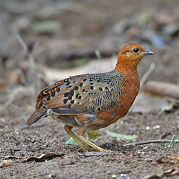 Ferruginous Partridge