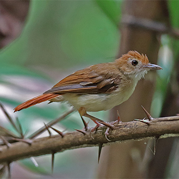 Ferruginous Babbler