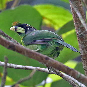 Fire-tufted Barbet