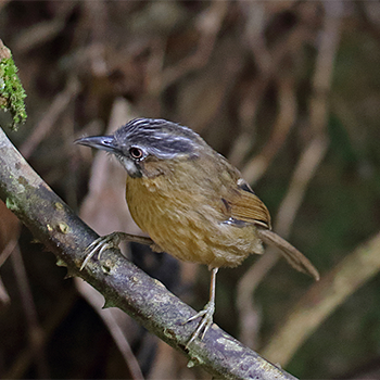Grey-throated Babbler