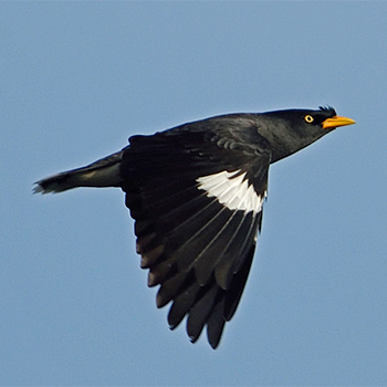 Javan Myna