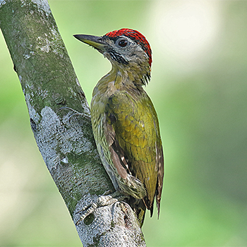 Laced Woodpecker