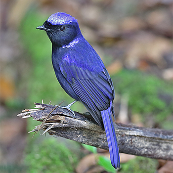 Large Niltava