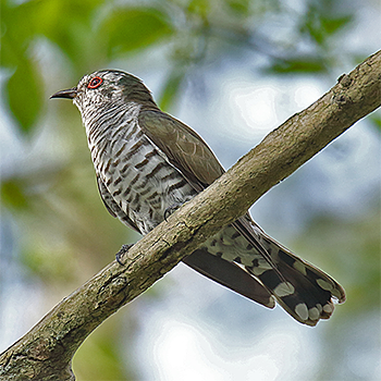 Little Bronze-cuckoo