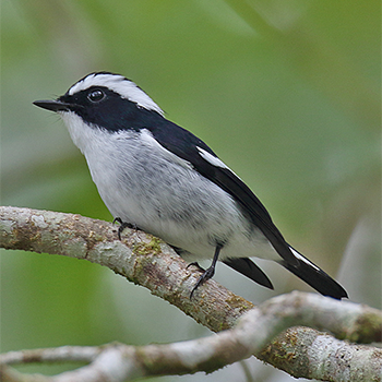 Little Pied Flycatcher
