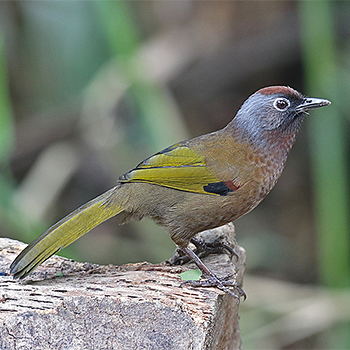 Malaysian Laughingthrush