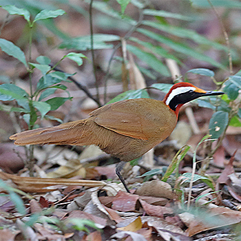 Malaysian Rail-babbler