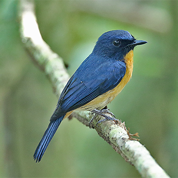 Mangrove Blue Flyatcher