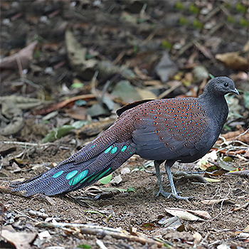 Mountain Peacock-pheasant