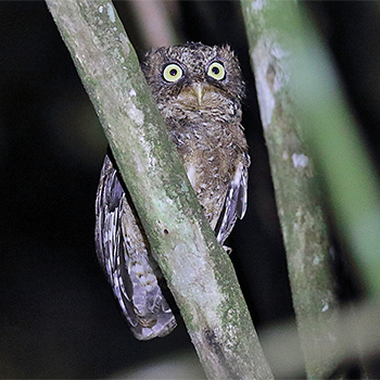Mountain Scops-owl