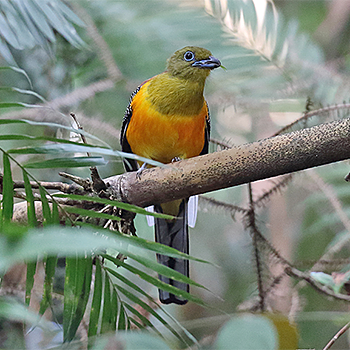 Orange-bellied Trogon