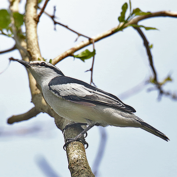 Pied Triller