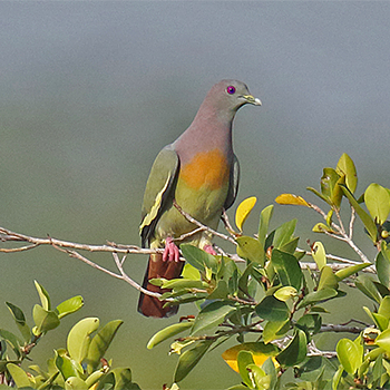 Pink-necked Green-pigeon
