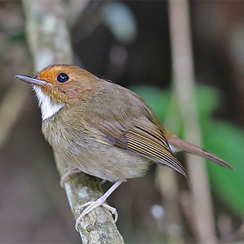 Rufous-browed Flycatcher
