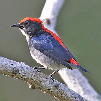 Scarlet-backed Flowerpecker