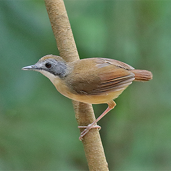 Short-tailed Babbler