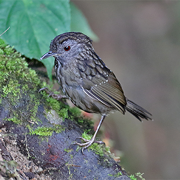 Streaked Wren-babbler
