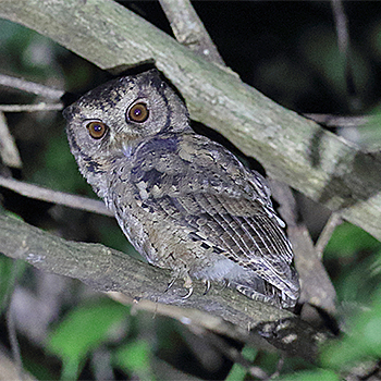 Sunda Scops-owl