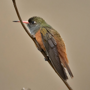 Amazilia Hummingbird