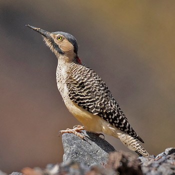 Andean Flicker