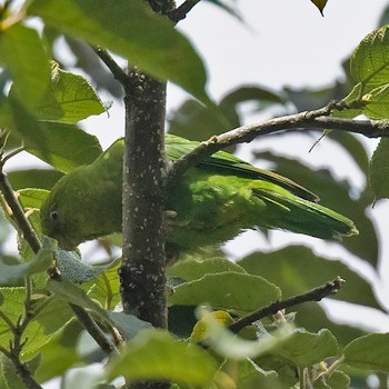 Andean Parakeet