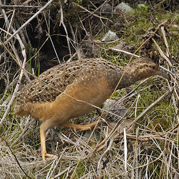 Andean Tinamou