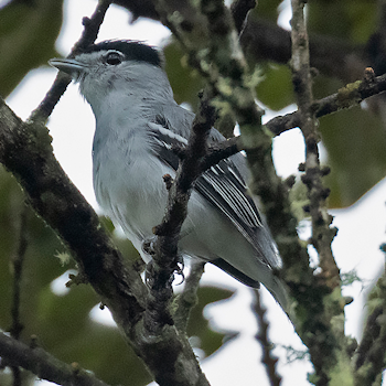 Black-and-white Becard