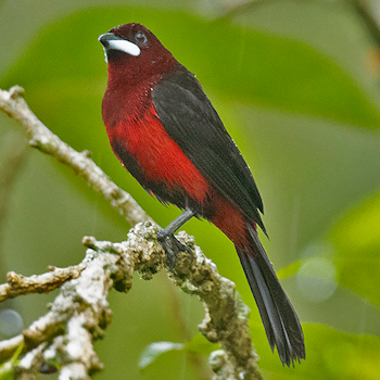 Black-bellied Tanager