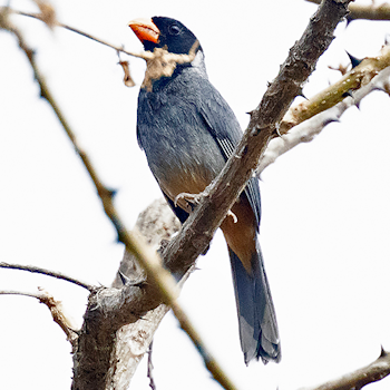 Black-cowled Saltator