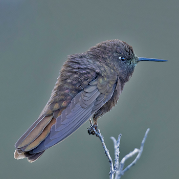 Black Metaltail