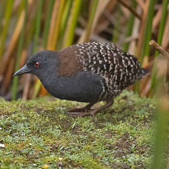 Black Rail
