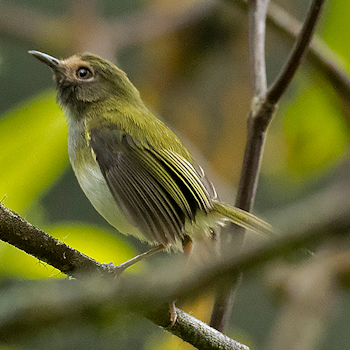 Black-throated Tody-tyrant