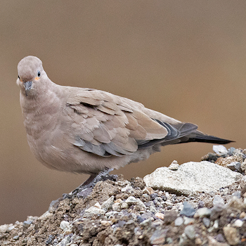 Black-winged Ground Dove