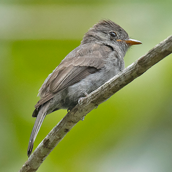 Blackish Pewee